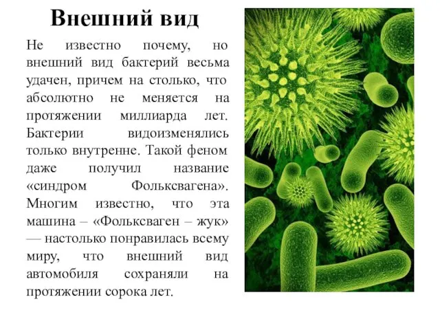 Внешний вид Не известно почему, но внешний вид бактерий весьма удачен,