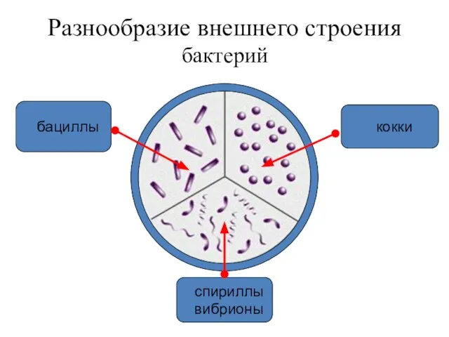 бактерий Разнообразие внешнего строения