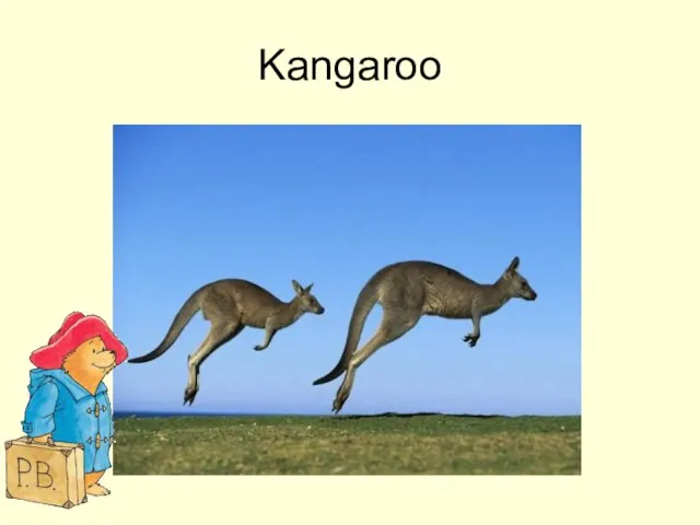 Kangaroo