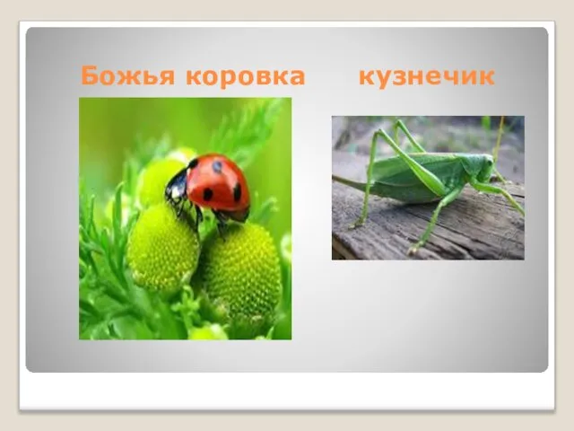 Божья коровка кузнечик