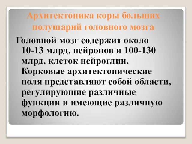 Архитектоника коры больших полушарий головного мозга Головной мозг содержит около 10-13