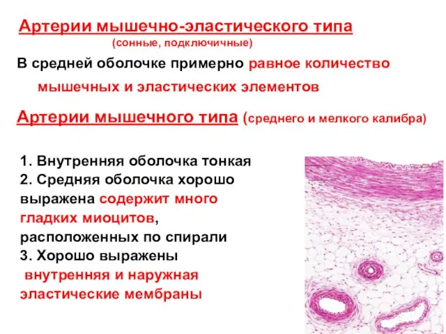 Артерии мышечного типа (среднего и мелкого калибра) 1. Внутренняя оболочка тонкая