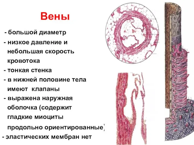 Вены - большой диаметр - низкое давление и небольшая скорость кровотока