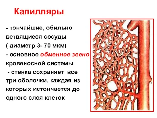 Капилляры - тончайшие, обильно ветвящиеся сосуды ( диаметр 3- 70 мкм)