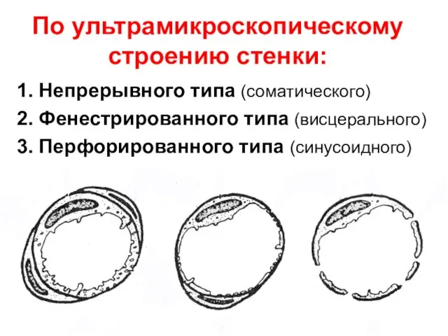 По ультрамикроскопическому строению стенки: 1. Непрерывного типа (соматического) 2. Фенестрированного типа (висцерального) 3. Перфорированного типа (синусоидного)