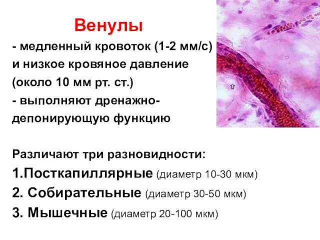 Венулы - медленный кровоток (1-2 мм/с) и низкое кровяное давление (около