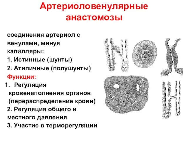 Артериоловенулярные анастомозы соединения артериол с венулами, минуя капилляры: 1. Истинные (шунты)