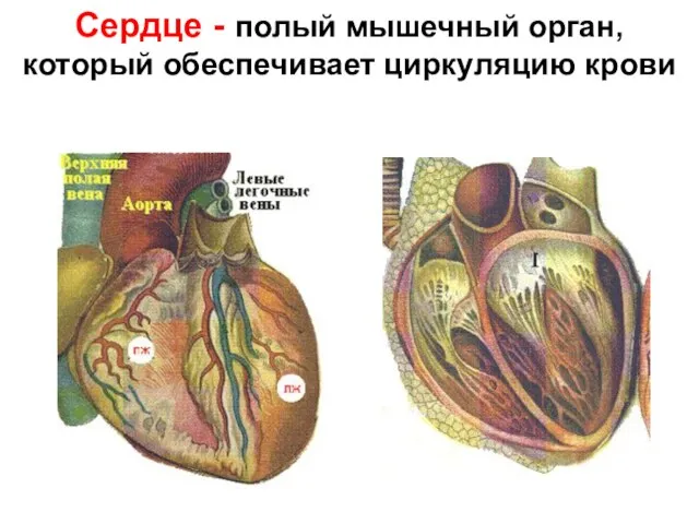 Сердце - полый мышечный орган, который обеспечивает циркуляцию крови