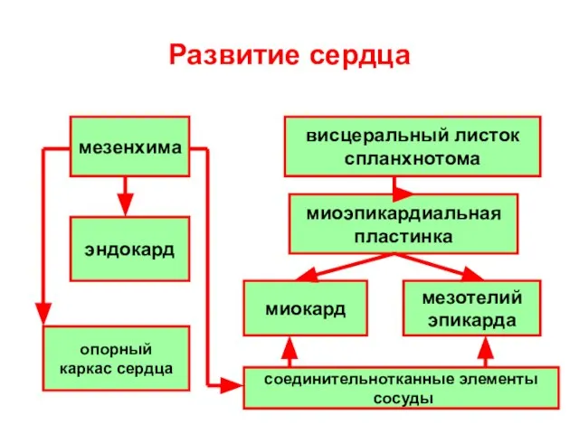 Развитие сердца мезенхима висцеральный листок спланхнотома миоэпикардиальная пластинка миокард мезотелий эпикарда