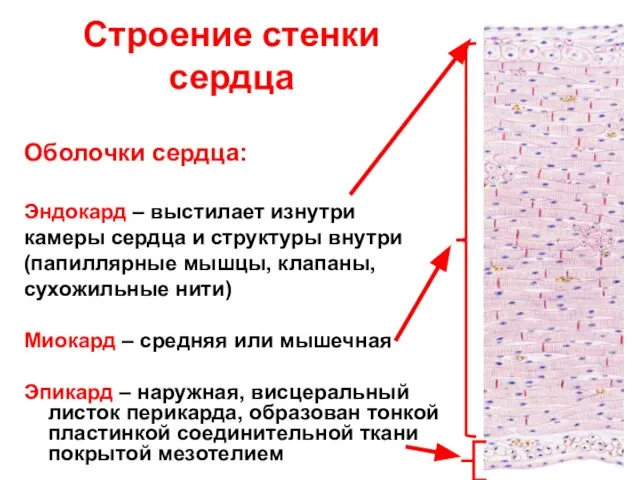 Строение стенки сердца Оболочки сердца: Эндокард – выстилает изнутри камеры сердца