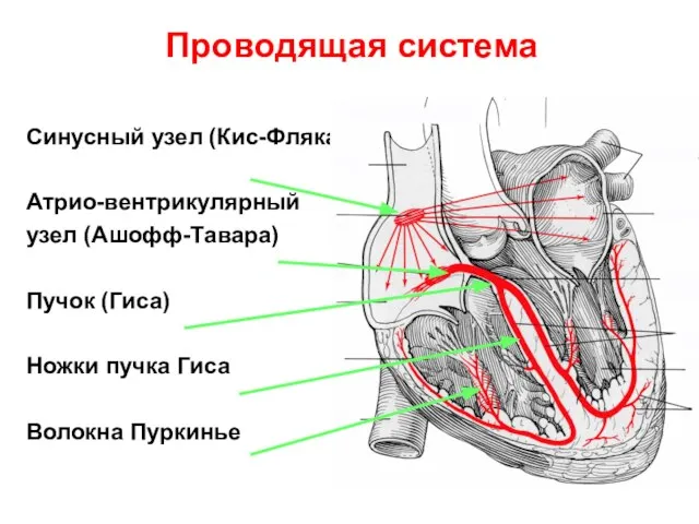 Проводящая система Синусный узел (Кис-Фляка) Атрио-вентрикулярный узел (Ашофф-Тавара) Пучок (Гиса) Ножки пучка Гиса Волокна Пуркинье