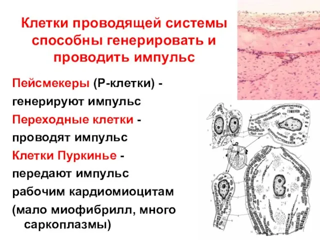 Клетки проводящей системы способны генерировать и проводить импульс Пейсмекеры (Р-клетки) -