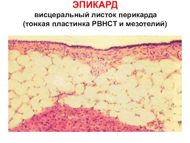 ЭПИКАРД висцеральный листок перикарда (тонкая пластинка РВНСТ и мезотелий)