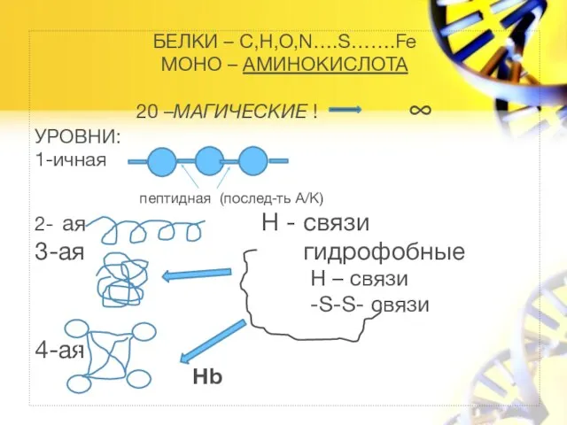 БЕЛКИ – C,H,O,N….S…….Fe МОНО – АМИНОКИСЛОТА 20 –МАГИЧЕСКИЕ ! ∞ УРОВНИ: