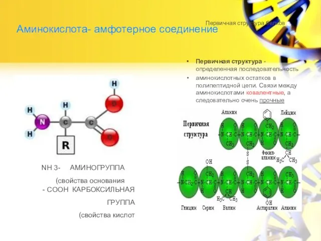 Аминокислота- амфотерное соединение Первичная структура - определенная последовательность аминокислотных остатков в