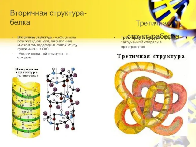 Вторичная структура-белка Вторичная структура - конформация полипептидной цепи, закрепленная множеством водородных