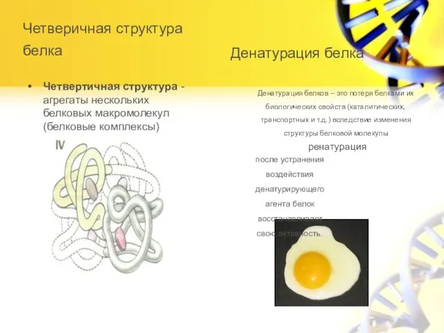 Четверичная структура белка Четвертичная структура - агрегаты нескольких белковых макромолекул (белковые