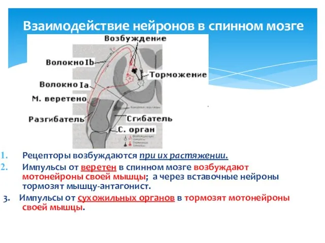 Взаимодействие нейронов в спинном мозге Рецепторы возбуждаются при их растяжении. Импульсы