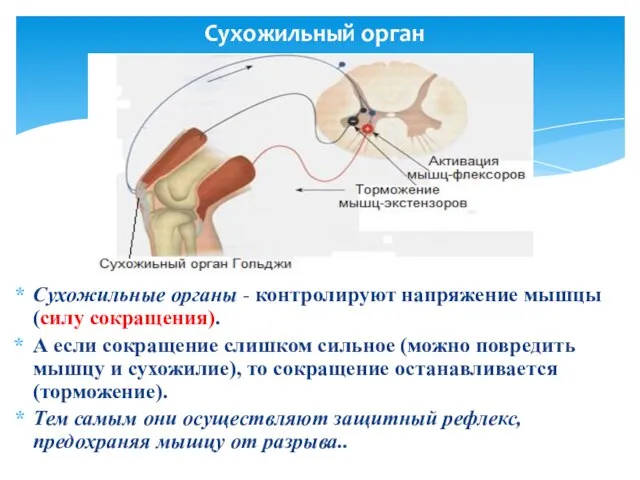 Сухожильный орган Cухожильные органы - контролируют напряжение мышцы (силу сокращения). А