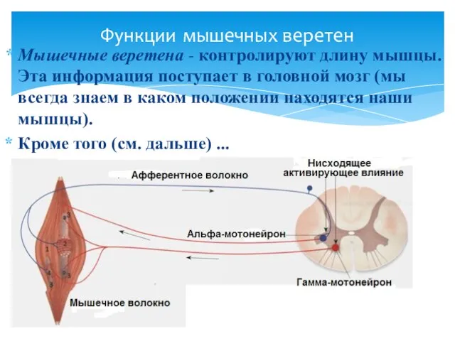 Мышечные веретена - контролируют длину мышцы. Эта информация поступает в головной