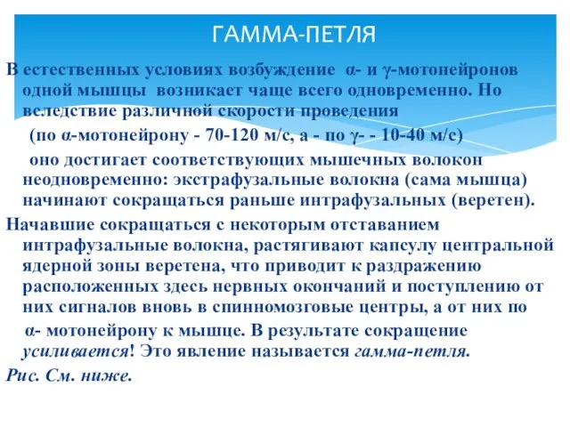 В естественных условиях возбуждение α- и γ-мотонейронов одной мышцы возникает чаще