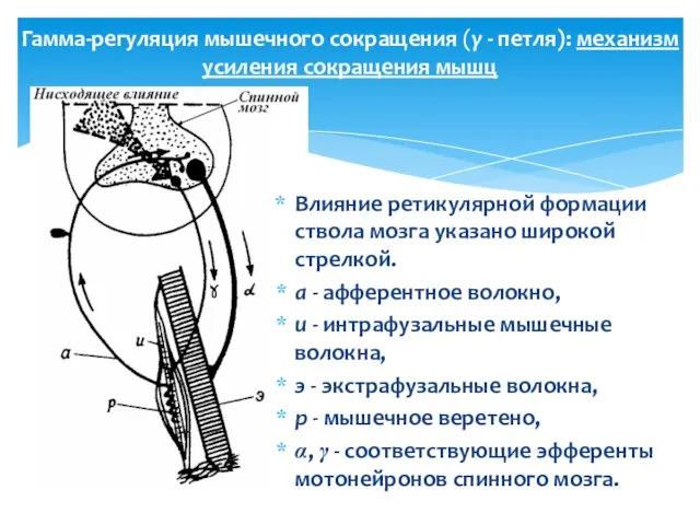 Гамма-регуляция мышечного сокращения (γ - петля): механизм усиления сокращения мышц Влияние