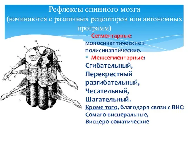 Рефлексы спинного мозга (начинаются с различных рецепторов или автономных программ) Сегментарные: