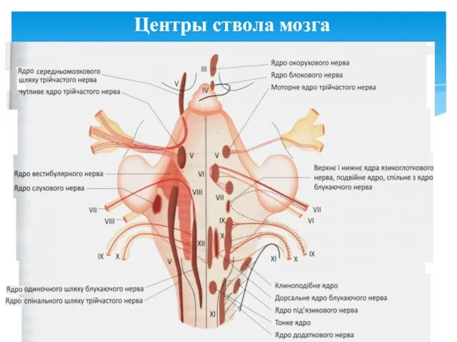 Центры ствола мозга