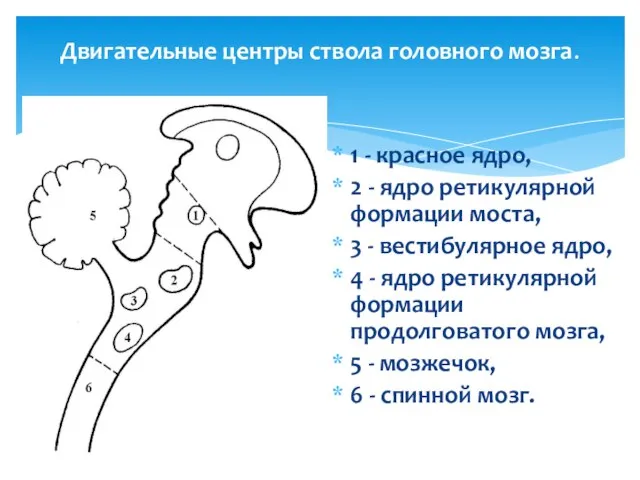 Двигательные центры ствола головного мозга. 1 - красное ядро, 2 -