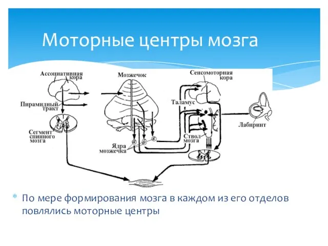 Моторные центры мозга По мере формирования мозга в каждом из его отделов повлялись моторные центры