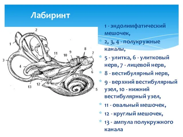 Лабиринт 1 - эндолимфатический мешочек, 2, 3, 4 - полукружные каналы,