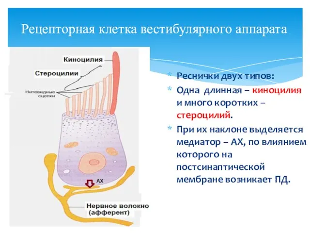 Рецепторная клетка вестибулярного аппарата Реснички двух типов: Одна длинная – киноцилия