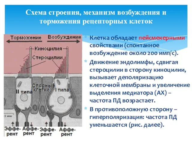 Схема строения, механизм возбуждения и торможения рецепторных клеток Клетка обладает пейсмекерными