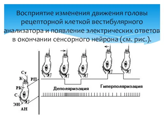 Восприятие изменения движения головы рецепторной клеткой вестибулярного анализатора и появление электрических