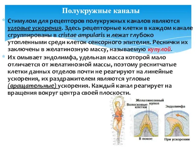 Стимулом для рецепторов полукружных каналов являются угловые ускорения. Здесь рецепторные клетки