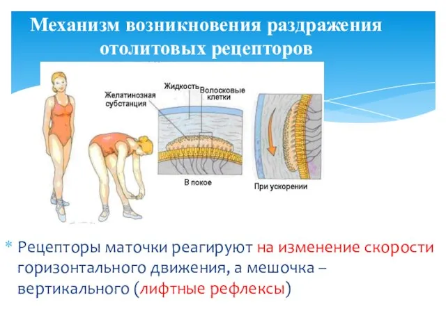 Рецепторы маточки реагируют на изменение скорости горизонтального движения, а мешочка –