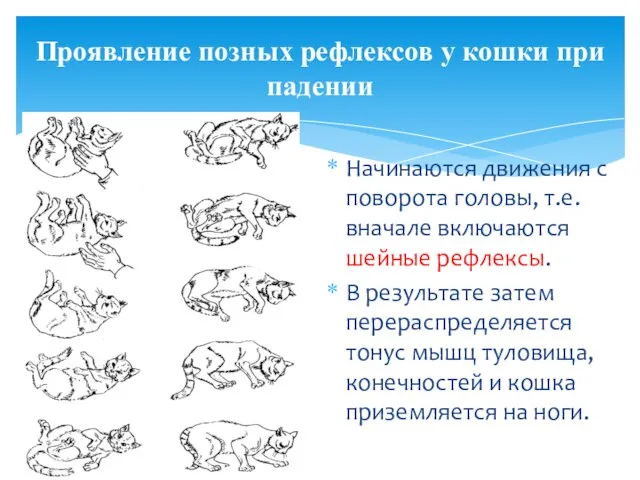 Проявление позных рефлексов у кошки при падении Начинаются движения с поворота