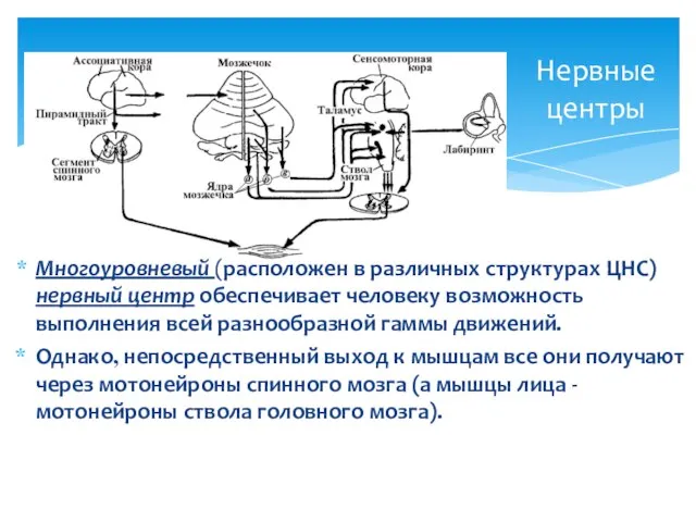 Нервные центры Многоуровневый (расположен в различных структурах ЦНС) нервный центр обеспечивает