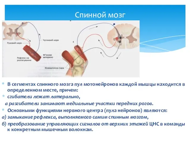 Спинной мозг В сегментах спинного мозга пул мотонейронов каждой мышцы находится