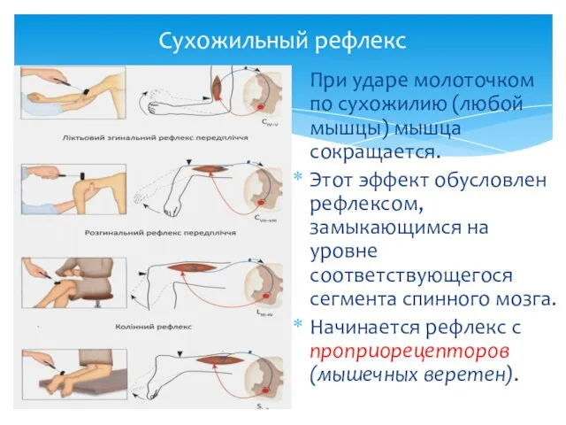 Сухожильный рефлекс При ударе молоточком по сухожилию (любой мышцы) мышца сокращается.