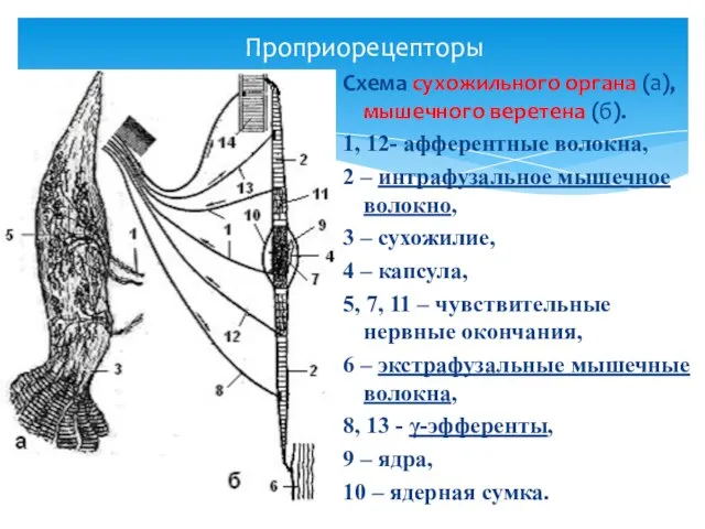 Проприорецепторы Схема сухожильного органа (а), мышечного веретена (б). 1, 12- афферентные