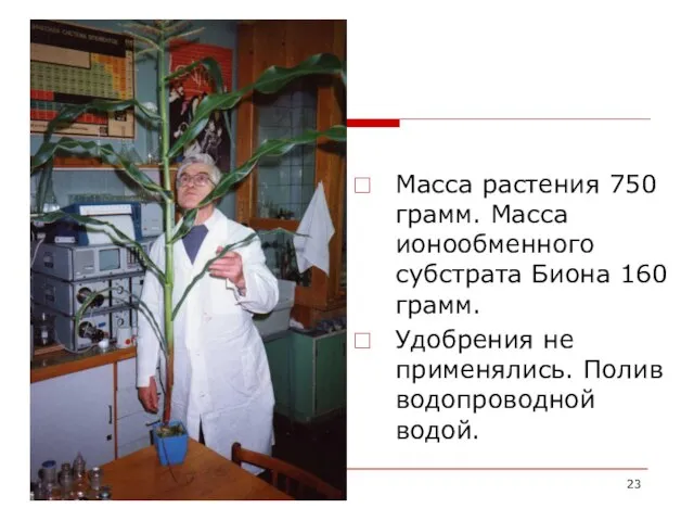 Масса растения 750 грамм. Масса ионообменного субстрата Биона 160 грамм. Удобрения не применялись. Полив водопроводной водой.