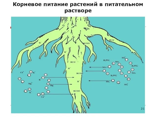 Корневое питание растений в питательном растворе