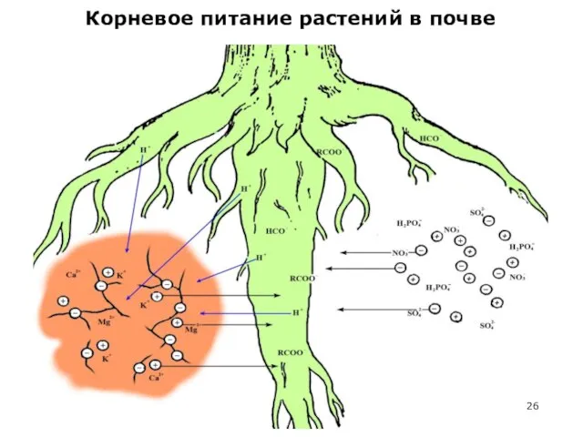 Корневое питание растений в почве