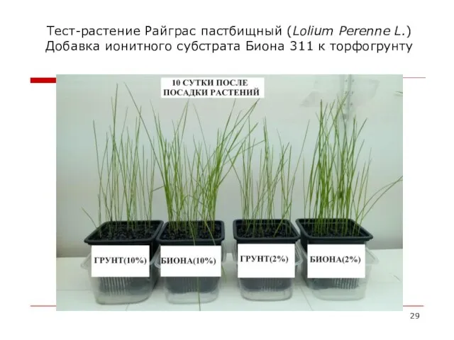 Тест-растение Райграс пастбищный (Lolium Perenne L.) Добавка ионитного субстрата Биона 311 к торфогрунту