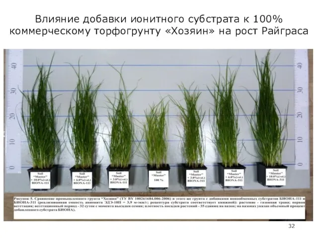 Влияние добавки ионитного субстрата к 100% коммерческому торфогрунту «Хозяин» на рост Райграса