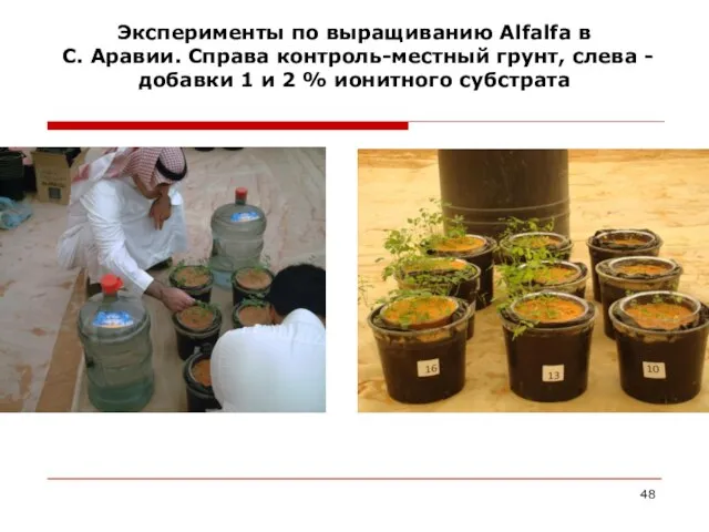 Эксперименты по выращиванию Alfalfa в С. Аравии. Справа контроль-местный грунт, слева