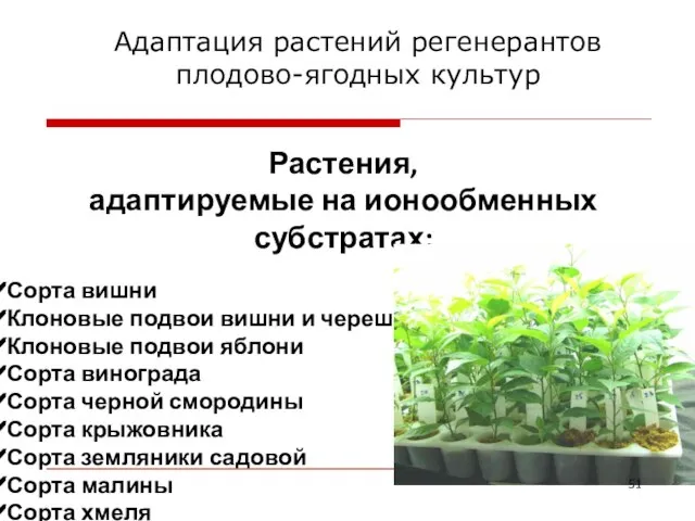 Адаптация растений регенерантов плодово-ягодных культур Растения, адаптируемые на ионообменных субстратах: Сорта