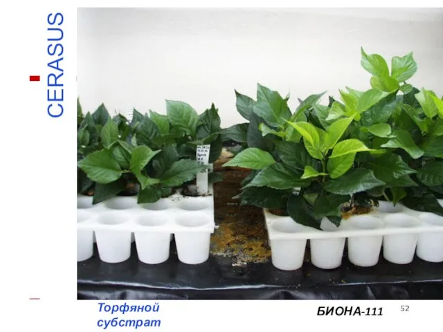 CERASUS Торфяной субстрат БИОНА-111