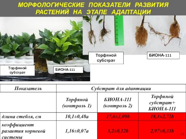 МОРФОЛОГИЧЕСКИЕ ПОКАЗАТЕЛИ РАЗВИТИЯ РАСТЕНИЙ НА ЭТАПЕ АДАПТАЦИИ Торфяной субстрат БИОНА-111 БИОНА-111 Торфяной субстрат